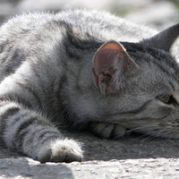 lazy cat