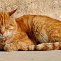 lazy cat