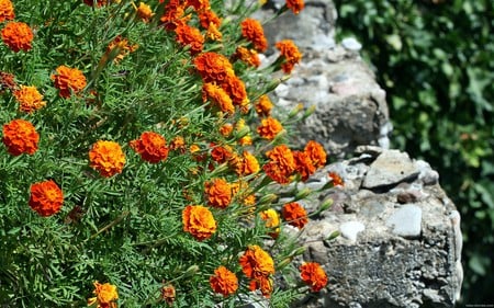 amber flowers - black, flowers, amber, blackground