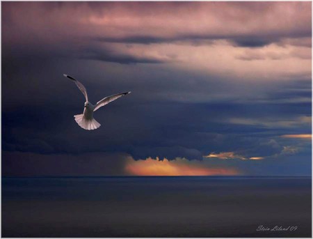 Low Clouds - picture, low clouds, cool, bird