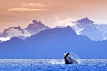 Whale near Mountains - picture, cool, whale near mountains