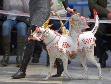 Dog in Costume - dog in costume, picture, funny