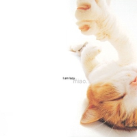 Cute Cat