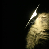 cat lamp