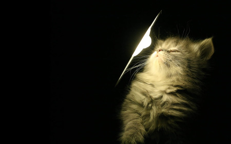 cat lamp - lamp, cat