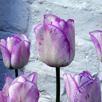 purple and white tulips.