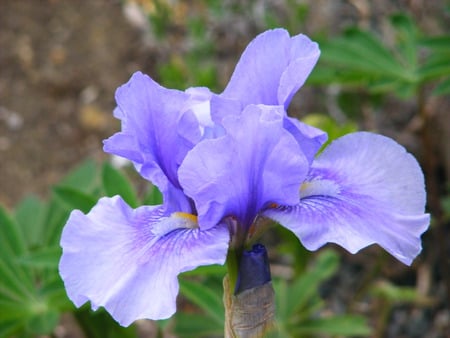  Blue Iris. - flowers, blue