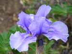  Blue Iris.