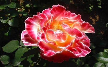 Specially To Mother Day - beauty, sparkling, roses, loving, fractalius, nature, celebration, caring, flowers