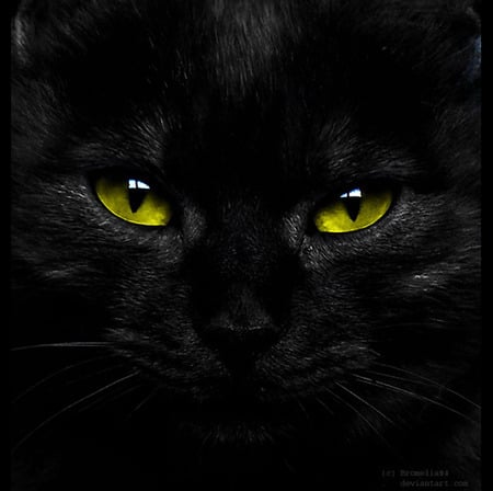 witches-kat - hot, cat, animals, eyes, witches, cute, black