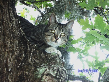 Big Jake - housecat gone wild, bird hunting, jake, big jake