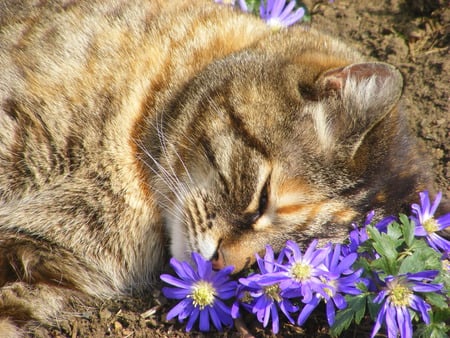 Erica, pure bliss! - flowers, cat, earth, contentment