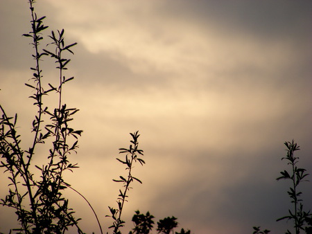 sunset in England. - black, sunshine, clouds, tree