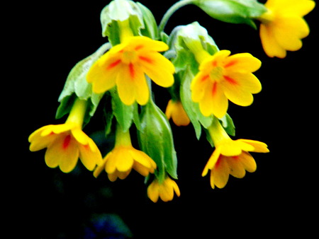 cowslips in the garden. - delicate, yellow, photo, wild-flowers