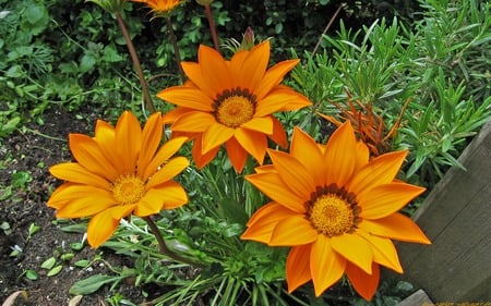 Gazanien - nature, orange, flowers, beautiful