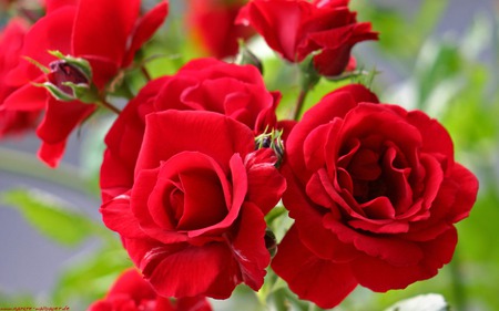  red roses - nature, red, beautiful, flowers, rose