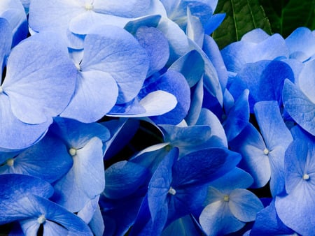 Blue flowers - blue flowers, nature