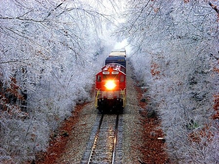 Train in Trees - picture, train in trees, cool