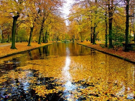 Autumn Leaves - autumn leaves, in water, picture, beautiful