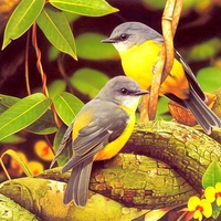 Beautiful Birds