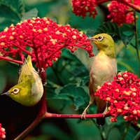 Birds in Flowers