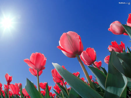 tulipani al cielo - flowers, nature