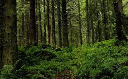 AMAZING ROMANIA - green, amazing, forest, mountain