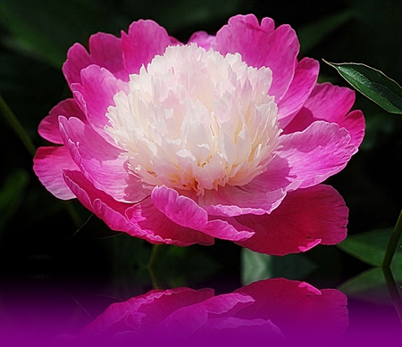 Pink Peony - peony, nature, bright, spring, flower, pink