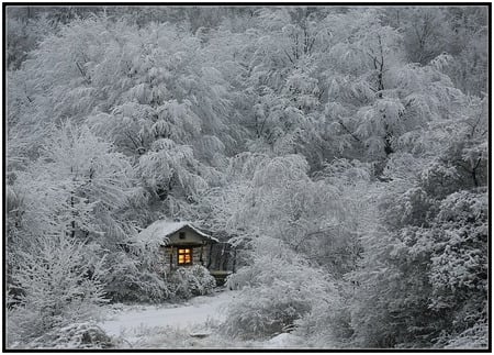 Winter Wonderland - lights, solitary, beautiful, frost, hideaway, cabin, season, solitude, shack, home, house, trees, romantic, snow, cold