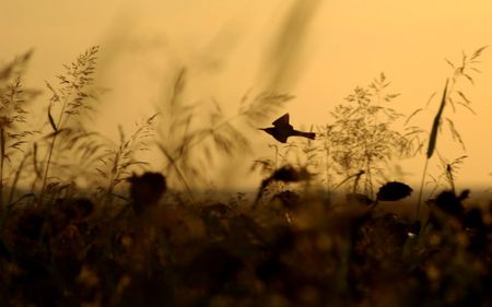 AMAZING ROMANIA - bird, danube, sunset, delta