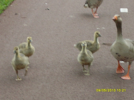 gans - duck, gans, gansjes