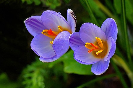 Blue Flowers - beautiful, blue flowers, picture