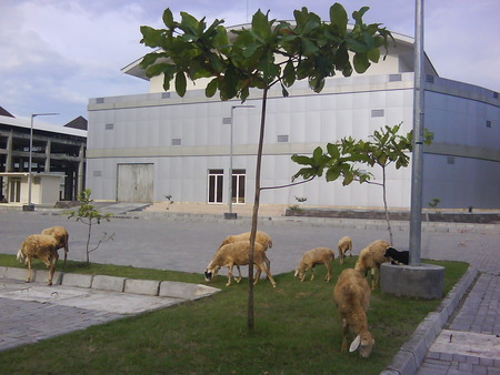 Modernatural - sheep, building, art