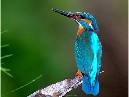 Blue Bird - beautiful, blue bird, picture