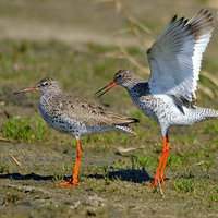 Pair of Birds