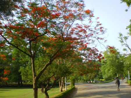 Flowering tree - nature, flowers