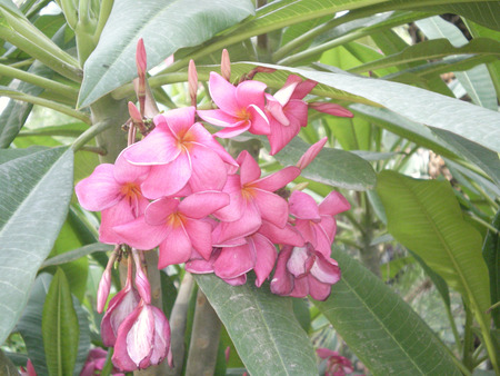 Pink beauty - nature, flowers