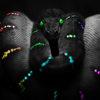 Colored Snake