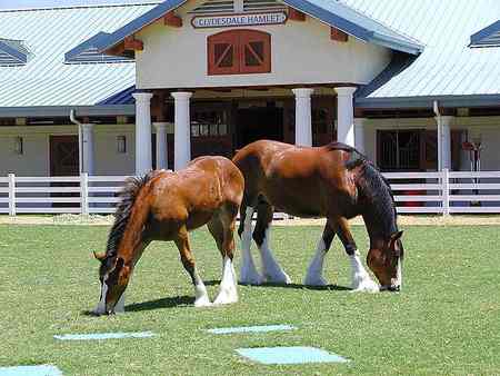 horses at home - horses, barn