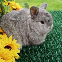 Chinchilla in the Garden