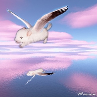 Chinchilla on Pink Clouds 