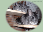 Chinchillas