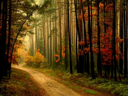 LET'S GO AND EXPLORE!  - autumn, trees, forest, colorful, path