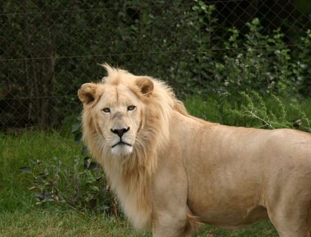 Lion - lion, king, animals