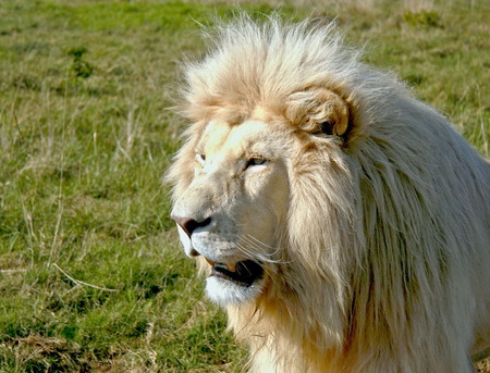 Lion - lion, king, animals