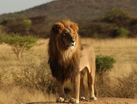 Lion - lion, king, animals