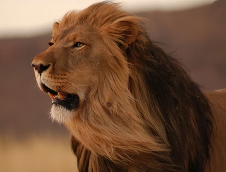 Lion - lion, king, animals