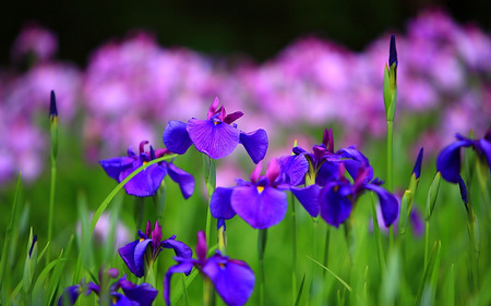 Blues amongst the Pinks - pink, blue, green, flowers, iris, grass