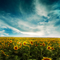 sunflowers 