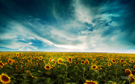 sunflowers  - nature, sunflowers, sky, cloud, flowers